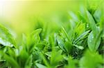 Tea plantation close up background after the rain