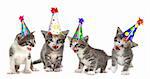 Singing Kittens on a White Background With Birthday Hats