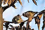 Small and adult European Goldfinch sitting on a branch