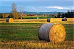 Rural landscape with hay bale in foreground and cows in background