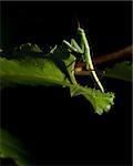 A green praying mantis insect is standing on a leaf on a black background.