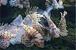 view of red lion fish