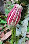 Green and red ripening pod of Arriba cacao growing on a tree of Theobroma cacao on an organic plantation in southern Ecuador.  Arriba cacao is native to Ecuador and is thought to produce some of the best tasting chocolate in the world.