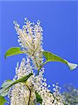 Inflorescences of herb plant with small white flowers blooming in autumn