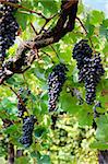 Bunches of black grapes with green leaves, vertical view