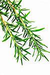 fresh rosemary green sprigs over white background