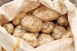 Sack of freshly harvested organic Kestrel potatoes.