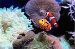 Beautiful pair clown fishes swimming under the ocean