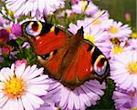 closeup detail of butterfly on flower in summer time