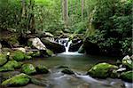 smokey mountain cascading stream among boulders