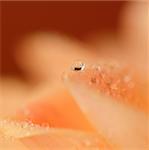 A dewdrop sitting on a rose petal, extreme closeup