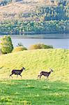 deer at Loch Tay, Highlands, Scotland