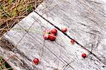 Few red cranberries laying on whethered wood bench