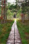 Track maded from wooden planks lead through forest