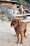 Dirty dog play on beach.