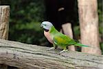 The Beautiful Parrot on the tree in the forest