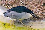 Black crowned night heron  is the most widespread heron in the world