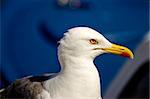 Croatian sea gull waiting and posing, portrait