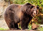 An enornous Alaskan brown bear (grizzly) staring at the camera with killer looks