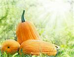 Orange pumpkins abstract background. Large pumpkins lying in the summer grass.