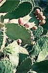 Sicilian fig tree details