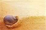 Sea shell background  on fine golden sand with copyspace