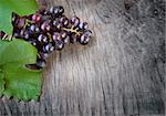 Freshly harvested Black grapes  on wooden background with copyspace