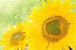 Yellow abstract Sunflower background with bokeh lights