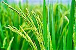 close-up view of rice seedlings in China countryside