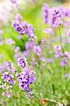 Botanical background of blooming purple lavender herb in a garden