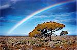 Rainbow over a lone tree in the desert