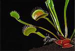 dionaea leafs on the black background