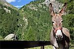 Free donkey on Italian Alps, looking to the camera