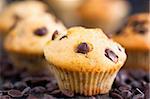 Vanilla muffins with chocolate chips. Shallow depth of field.