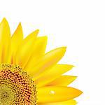 Sunflower, Isolated On White Background, Vector Illustration