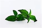 Closeup of fresh basil on white background