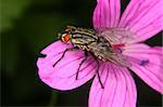 Blowfly (Calliphoridae) on a flower