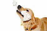 Playful golden retriever pet dog biting rope toy isolated on white background
