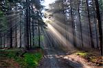 Image of the coniferous forest early in the morning - early morning fog - God beams