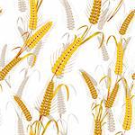 Seamless pattern with wheat ears