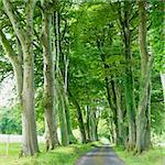 alley, County Fermanagh, Northern Ireland