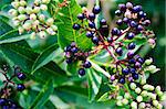 Black Ð?lder berries - dark ripe berries on a background of lush green leaves blurred