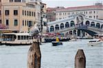 The Bird on the background of Grand Canal and Rialto Bridge