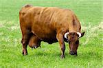 Cow is standing on a green field eating grass