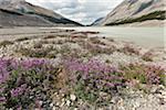 Columbia Icefield, Banff National Park and Jasper National Park, Alberta, Canada