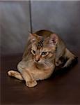 Portrait of Abyssinian Cat