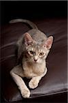 Abyssinian Cat