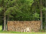 Pile de bois entre les arbres