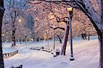 Schneebedeckte Bäume mit Laternen beleuchtet in einem öffentlichen Park Boston Common, Boston, Massachusetts, USA