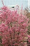 Cerisiers en fleurs dans le Jardin Public de Boston, Boston, Massachusetts, USA